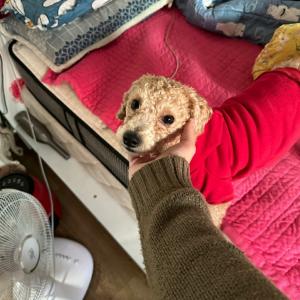 강아지우주찾아요