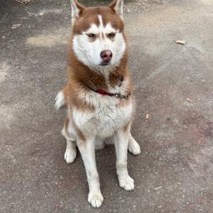 강아지(허스키) 찾습니다.