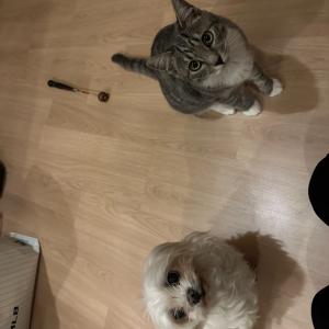 말티즈 소형 (여) 강아지를 찾습니다