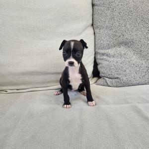 이탈리안그레이하운드분양 모색 예쁜 아이쥐분양