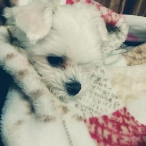 경기 안양 평안동 근처 말티즈(여) 6살 찾습니다!