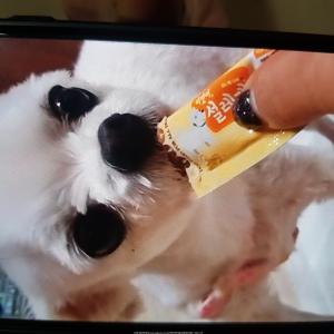 우만동에서 주황색옷 말티즈 찾습니다