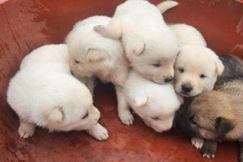 10월10일 태생 진돗개 분양합니다