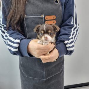 강아지분양 김포강아지분양 치와와분양 부드러운 모질과 동그란 눈을 지닌 완벽한 외모의 장모치와와 분양합니당!