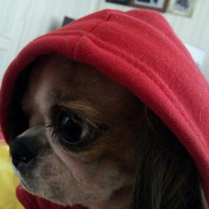 대구 두류공원근처 6살 시츄 찾습니다