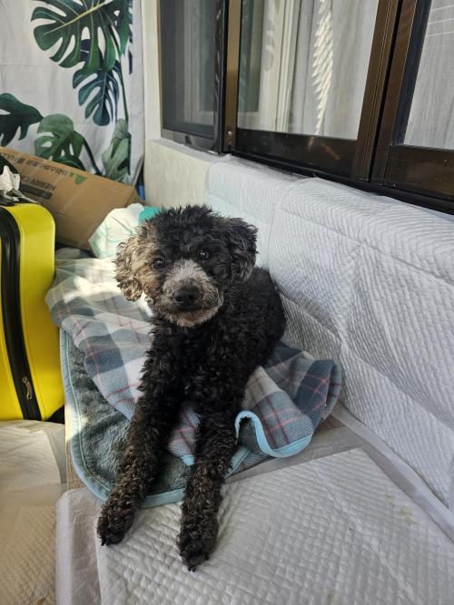 회색푸들 주인분 찾습니다. 이전에 쓴 글과 같은 강아지구요. 사진을 첨부합니다.