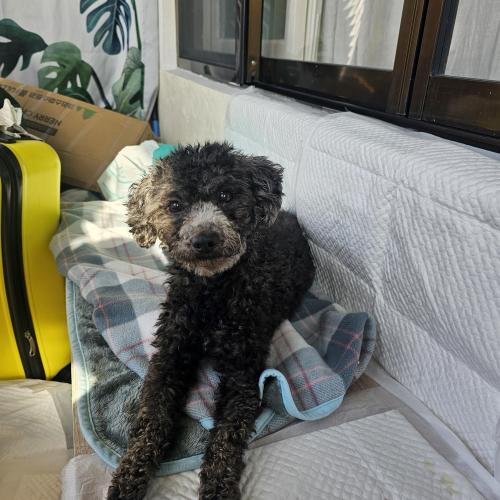 회색푸들 주인분 찾습니다. 이전에 쓴 글과 같은 강아지구요. 사진을 첨부합니다.