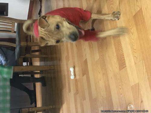 샤페이 믹스분양합니다