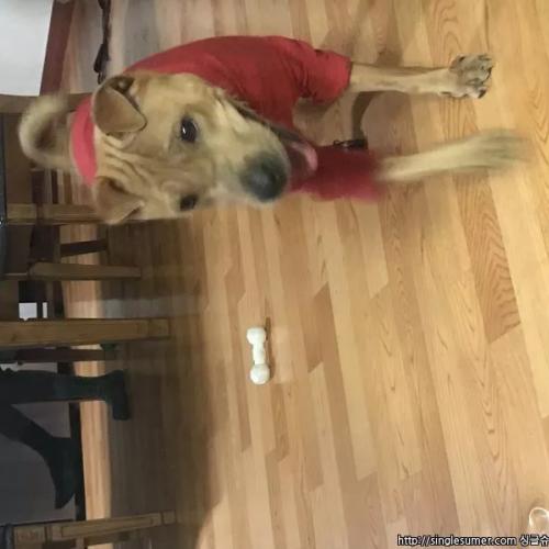 샤페이 믹스분양합니다