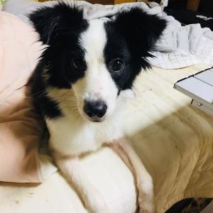 보더콜리 찾습니다.