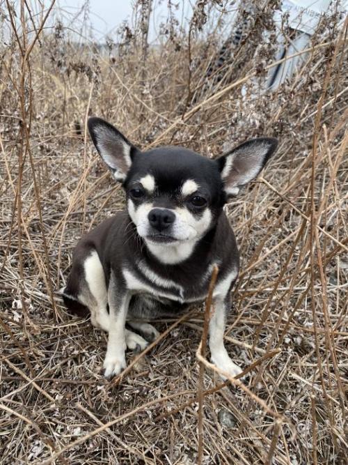 시화호근처 치와와 강아지 보호중