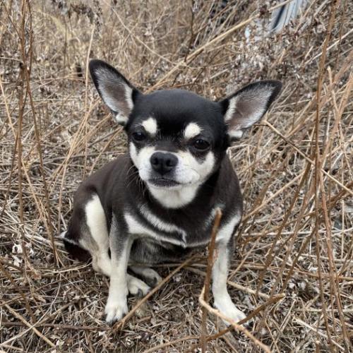 시화호근처 치와와 강아지 보호중