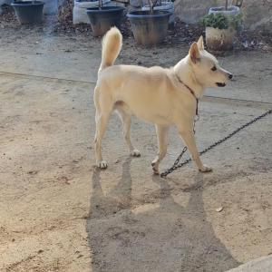 경북 김천시 흥평리에서 잃어버린 반려견 찾아요