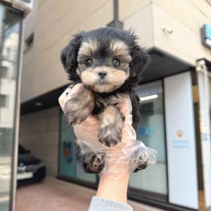 작고 귀엽지만 존재감은 확실하게! 몰키 분양보내요~