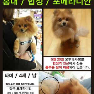 [서울] [합정][홍대][포메라니안] 찾습니다. 도와주세요