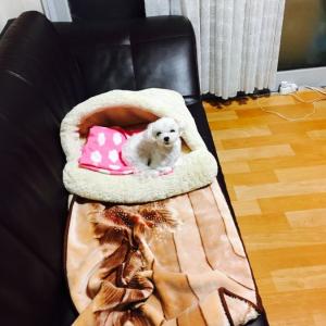 안양시 박달1동사무소 주변에서 1.6kg 말티즈여아를 잃어버렸습니다.