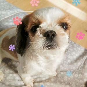 강아지를찾습니다 (시추)