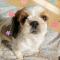 강아지를찾습니다 (시추)