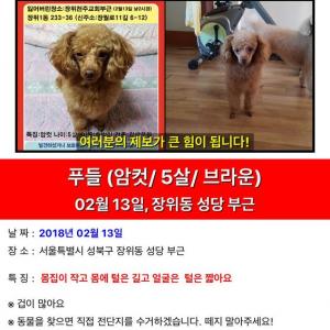 갈색푸들 호박이 너무 간절히 찾고있어요