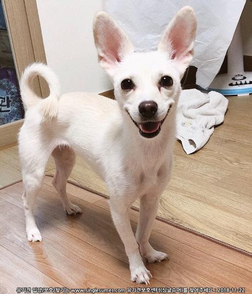 4살 믹스 여야 무료분양합니다.