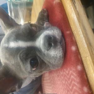 매탄동 원천동 부근 프렌치불독 찾습니다