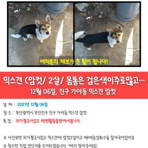 메리를 찾습니다 애타게찾고있어요