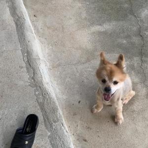 강아지를  찾습니다(김제시 오정동 봉황농공단지 주변)