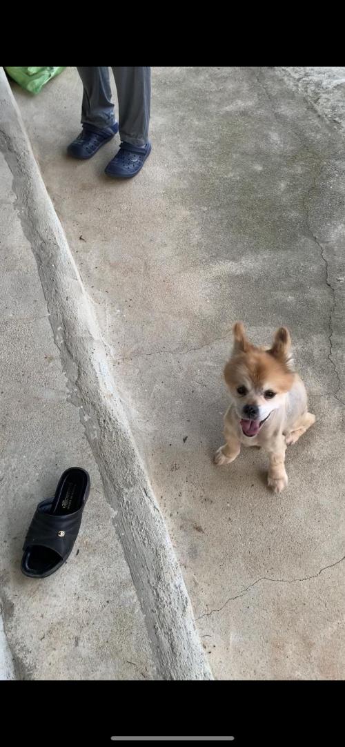 강아지를  찾습니다(김제시 오정동 봉황농공단지 주변)