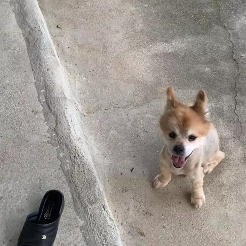 강아지를  찾습니다(김제시 오정동 봉황농공단지 주변)