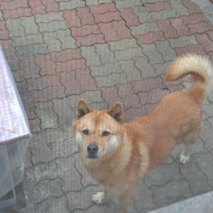 진돗개 황구를 판암동자택에서 분실 후 대전대학교 동문근처에서 제보가 왔습니다.