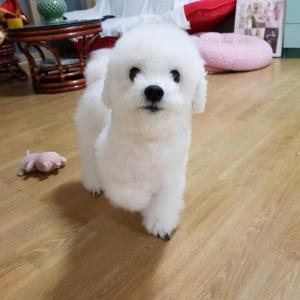 수원시 장안구 정자2동 강아지를 찾습니다