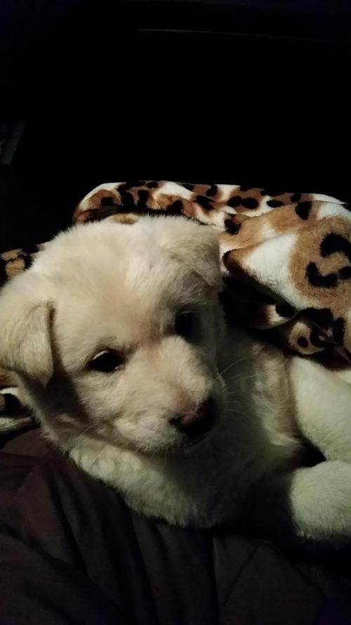 3개월된 진돗개(유기견) 무료분양합니다.