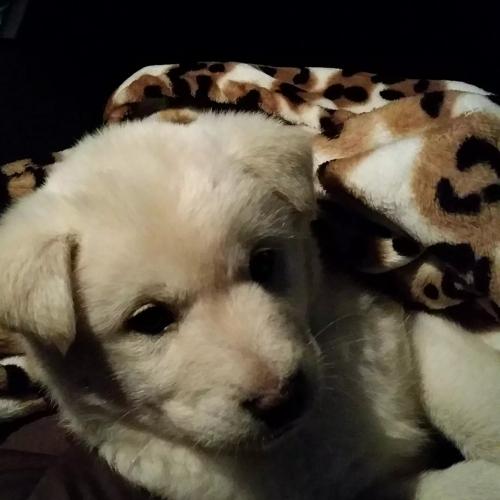 3개월된 진돗개(유기견) 무료분양합니다.