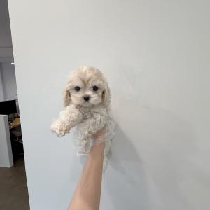 귀여운 코카스파니엘 공주님 분양합니다!