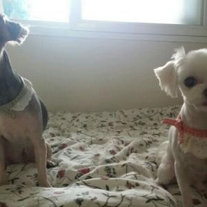 강아지를 찾습니다(요크셔테리어)