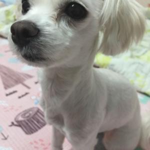 강북청소년문화정보센터 말티 암컷찾아요..