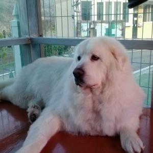 대형애완견을 잃어버렸어요.