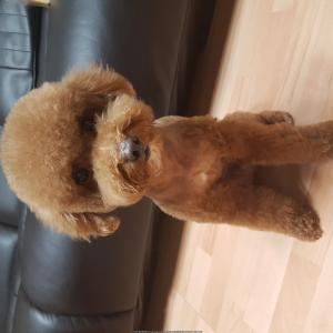 강아지를 찾습니다