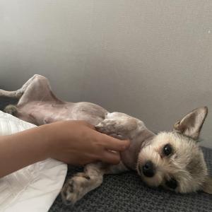 울산 동구 방어동 꽃바위 믹스견 찾아요