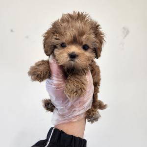 크림말티푸분양 2개월령 왕자님 모색이 진짜 진짜 미쳤어요