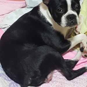 부산 당감동 보스턴테리어 케빈이를 찾습니다