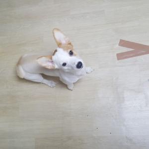 인천주안8동웰시코기찾아요