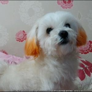 가족 같은 강아지를 찾습니다