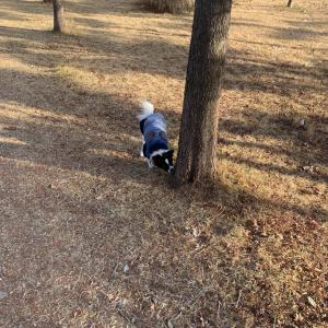 강아지 찾습니다 이름은 모카고 얼굴이랑 엉덩이쪽만 갈색입니다