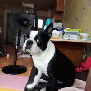 경북 포항시에서 잃어버린 보스턴테리어 찾습니다.