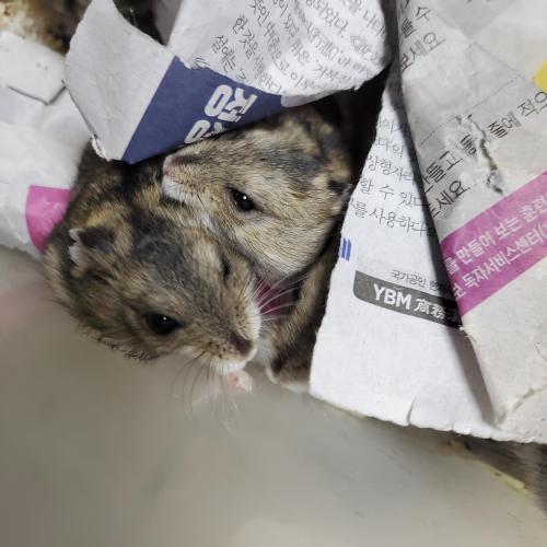 햄스터 무료분양