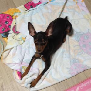 강아지를찾습니다