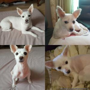 안양동 봄이 강아지를찾습니다