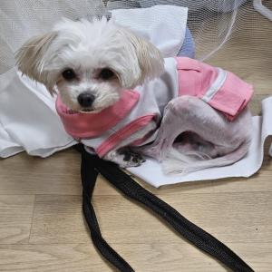 말티즈 암컷 나이는 8살 눈물자국이 많은게 특징입니다