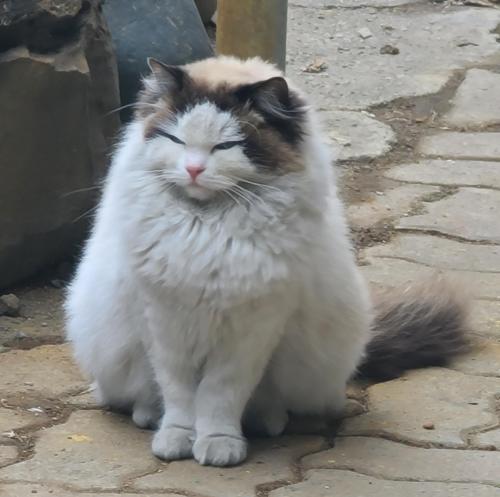 청주 내덕동 고양이  잃어버리신분